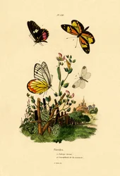 Mariposa Imitadora de Cattleheart